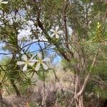 Ricinocarpos pinifolius Bloem