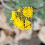Artemisia glacialis Flor