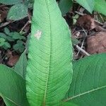 Koenigia polystachya পাতা