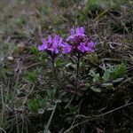 Thymus linearis Habit