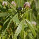 Trifolium strictum Autre