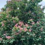 Aesculus × carnea Habit