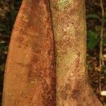 Matayba stenodictya Corteza