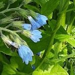 Symphytum caucasicum Flor