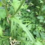 Crepis biennis Leaf