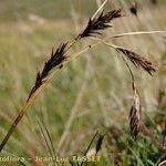 Carex frigida Mbuma