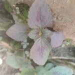 Amaranthus tricolorLeaf