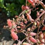 Kalanchoe gastonis-bonnieri Кветка