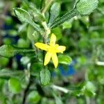 Corokia cotoneaster Λουλούδι