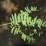 Prosopis juliflora Levél