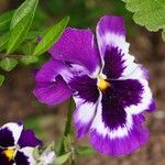 Viola × wittrockiana Kvet