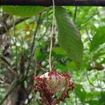 Monodora myristica Flower