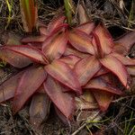 Pinguicula planifolia Habit