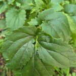 Scrophularia trifoliata Likasa