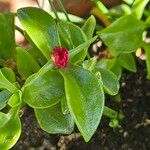 Mesembryanthemum cordifolium 花