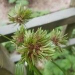 Cyperus difformis Fula