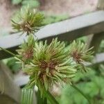 Cyperus difformis Kvet