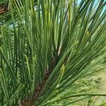 Pinus nigra Blatt