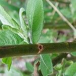 Salix aurita Kůra