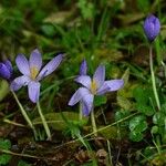 Crocus nudiflorusफूल