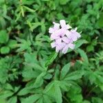 Cardamine pentaphyllos Leaf