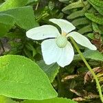 Anemonoides sylvestris Fleur