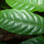 Trichilia surinamensis Hostoa