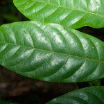 Trichilia surinamensis Leaf