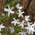 Jasminum polyanthum Fleur