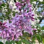 Syringa persica Λουλούδι