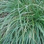 Bromus diandrus Folha