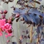 Lagerstroemia indicaBloem