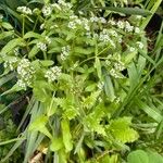 Valeriana woodsiana Květ