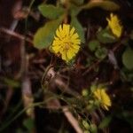 Youngia japonica Flower