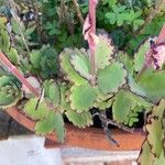 Kalanchoe fedtschenkoi Листок