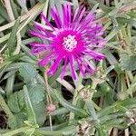 Delosperma cooperiΛουλούδι