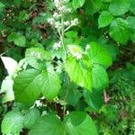 Rubus vestitus Blatt