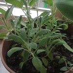 Salvia officinalis Folio