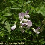 Vicia sylvatica Fleur
