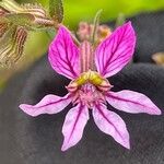 Cuphea glutinosa Fleur