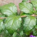 Thunbergia erecta Leaf