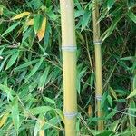 Phyllostachys aurea Other