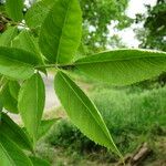 Sambucus nigra Folha