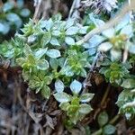 Galium saxatile অভ্যাস