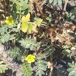 Tribulus terrestris Kwiat