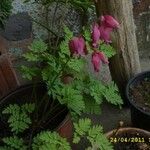 Dicentra formosa 花