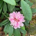 Rhododendron macrophyllumÕis