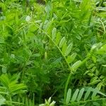 Vicia grandiflora Blatt