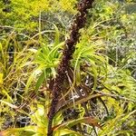 Dracophyllum verticillatum Žiedas