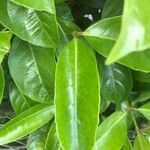 Viburnum odoratissimum Leaf